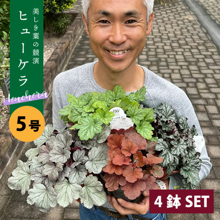 楽天市場 ヒューケラ 宿根草 5号 4種4鉢セット 日陰でもオシャレなお庭に カラーリーフ Pwのドルチェシリーズ チェリーコンポート シルバーガムドロップ フローズンマスカット シルバーデュークが各1鉢入ります メッセージカード不可 ゲキハナ 感激安心のお