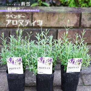 ラベンダー 鉢植えの人気商品 通販 価格比較 価格 Com ラベンダー 鉢植えの人気商品 通販 価格比較 価格 Com