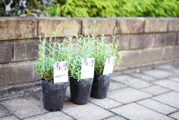 楽天市場 秋植えラベンダー アロマティコ 3株セット 鉢植えの苗香りの強いラベンダー 宿根草 ラッピング メッセージカード不可 ゲキハナ 感激安心のお花屋さん