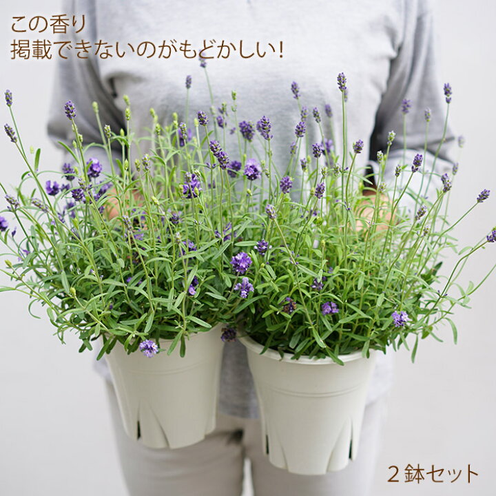 楽天市場 お得な2鉢セット 2度咲くラベンダー アロマティコ 5寸 鉢植えの苗香りが普通のラベンダーより強いんですよ 宿根草 ラッピング メッセージカード不可 ゲキハナ 感激安心のお花屋さん