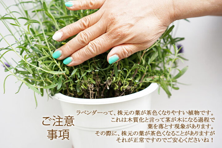 楽天市場 お得な2鉢セット 2度咲くラベンダー アロマティコ 5寸 鉢植えの苗香りが普通のラベンダーより強いんですよ 宿根草 ラッピング メッセージカード不可 ゲキハナ 感激安心のお花屋さん 楽天市場 お得な2鉢セット 2度咲くラベンダー アロマティコ 5寸 鉢植えの苗香りが普通のラベンダーより強いんですよ 宿根草 ラッピング メッセージカード不可 ゲキハナ 感激安心のお花屋さん