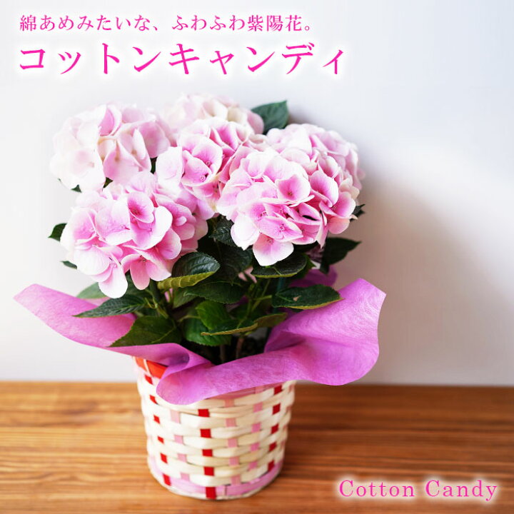 楽天市場 送料無料 21母の日ギフト お花 プレゼント 鉢植え かわいい 綺麗な 紫陽花 アジサイ ピンク コットンキャンディ 鉢植え 義母 珍しい 60代 70代 ゲキハナ 感激安心のお花屋さん 楽天市場 送料無料 21母の日ギフト お花 プレゼント 鉢植え かわいい 綺麗な 紫陽花 アジサイ ピンク コットンキャンディ 鉢植え 義母 珍しい 60代 70代 ゲキハナ 感激安心のお花屋さん