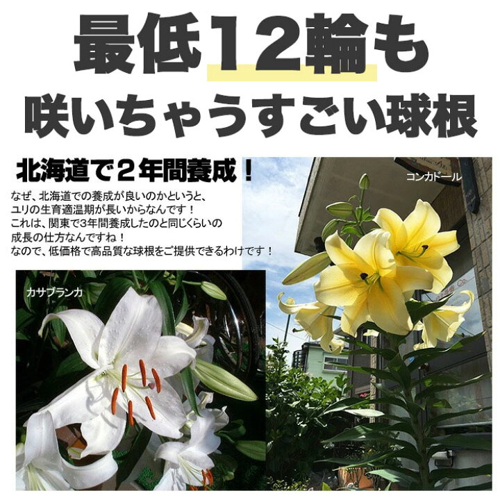 楽天市場 ナント 最低でも12輪くらい咲く 店長古屋の コレ植えとけば間違いなし 超特大のカサブランカとコンカドール 二重咲のホワイトアイズの球根 28センチup 円周 という超絶ゴイスーな規格のゴッツイ球根です 価格は1球当り ゲキハナ 感激安心のお