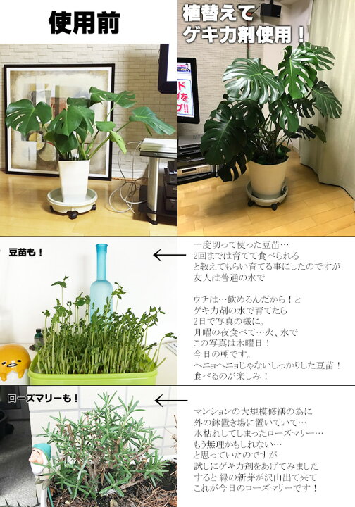 楽天市場 スポイトなし容器 濃縮ゲキ力剤ex 植物のパフォーマンスを引き出す活力剤 メール便送料無料 時間指定 日付指定不可 ゲキハナ 感激安心のお花屋さん