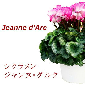 シクラメン フリフリ ジャンヌダルク 6号 大鉢 鉢花 お歳暮 フリンジ【北海道・東北・長野一部出荷不可】