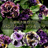 【予約】パンジー ドラキュラMIX 4苗セット 強烈なフリルの八重咲き！アンティークな花色の超絶激レアな…