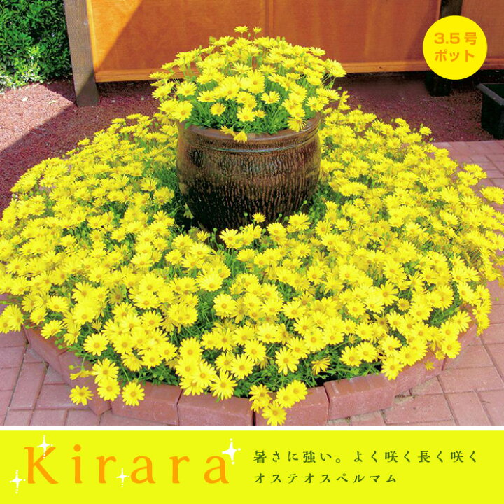 楽天市場 キララ イエロー 3 5号ポット 1株 花なしのポット苗での納品です ゲキハナ 感激安心のお花屋さん