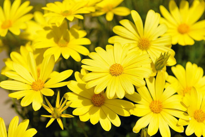 楽天市場 キララ イエロー 3 5号ポット 1株 花なしのポット苗での納品です ゲキハナ 感激安心のお花屋さん 楽天市場 キララ イエロー 3 5号ポット 1株 花なしのポット苗での納品です ゲキハナ 感激安心のお花屋さん