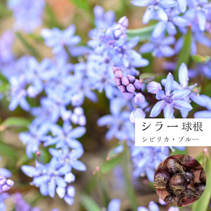 楽天市場 シラー 球根 青 いシビリカブルー 10球セット 青い花 が おしゃれ 秋植えで春に花が咲きます 日陰でも育つ 初心者ok ゲキハナ 感激安心のお花屋さん