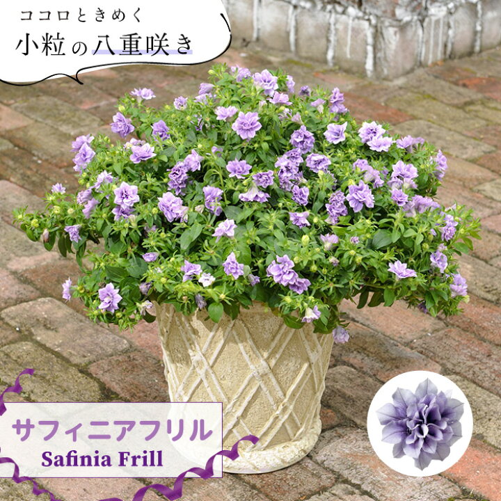 楽天市場 サフィニア ブーケ ライラックブルー 3号ポット 1株 八重咲き ダブル 花なしのポット苗での納品です ゲキハナ 感激安心のお花屋さん