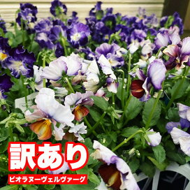 楽天市場 コンテンツ プロ直伝 パンジー ビオラの土づくりと植え込み方 ゲキハナ 感激安心のお花屋さん 楽天市場 コンテンツ プロ直伝 パンジー ビオラの土づくりと植え込み方 ゲキハナ 感激安心のお花屋さん