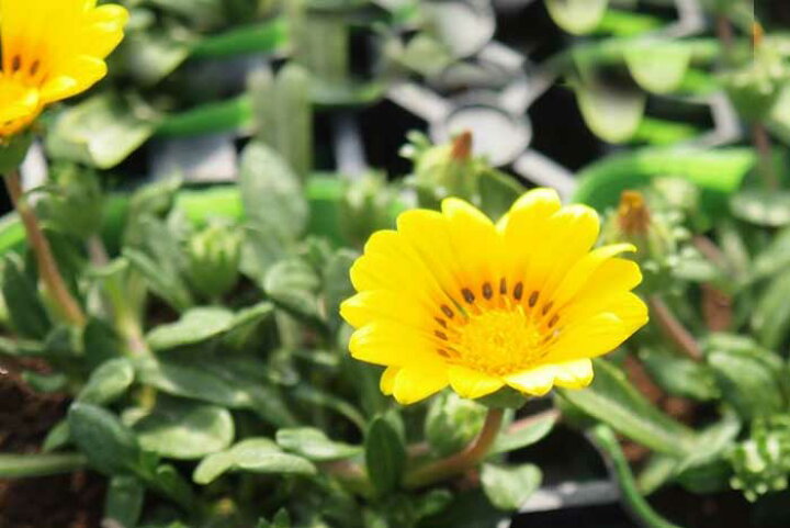 楽天市場 毎年咲く たくさん咲く 黄色が元気でカワイイ 宿根ガザニア 3 5寸 6苗セット メッセージカード ラッピングは不可 ゲキハナ 感激安心のお花屋さん