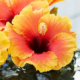 楽天市場 ハイビスカス 鉢植えの通販