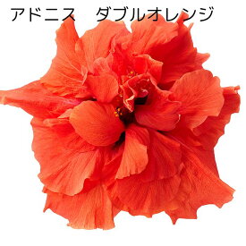 楽天市場 ハイビスカス 八重の通販