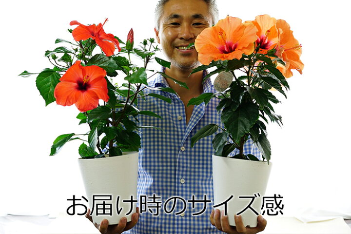 楽天市場 よく咲く長く咲くハイビスカス 鉢植え 5号鉢 アドニスイエロー 1鉢 同梱4鉢まで対応中 ヒビスカス Take メッセージカード不可 ラッピング不可 ゲキハナ 感激安心のお花屋さん