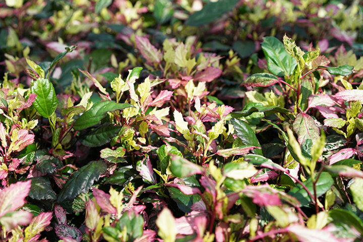 楽天市場 大株 ハイビスカス 鉢植え 斑入りハイビスカス 赤斑 7号鉢 突然変異 10鉢限定 ゲキハナ 感激安心のお花屋さん 楽天市場 大株 ハイビスカス 鉢植え 斑入りハイビスカス 赤斑 7号鉢 突然変異 10鉢限定 ゲキハナ 感激安心のお花屋さん