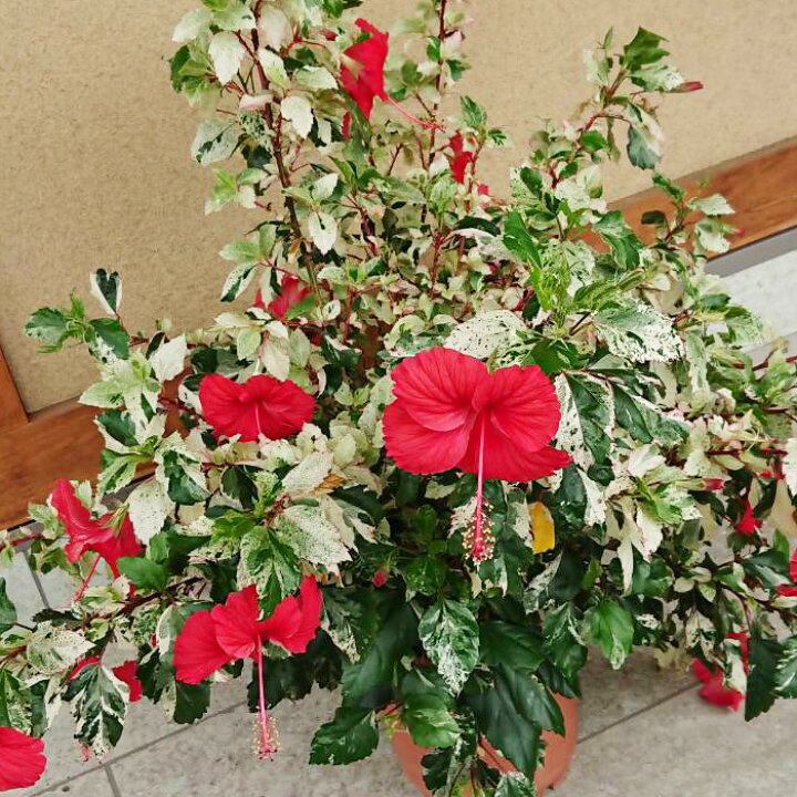 楽天市場 大株 ハイビスカス 鉢植え 斑入りハイビスカス 白斑 7号鉢 突然変異 10鉢限定 ゲキハナ 感激安心のお花屋さん