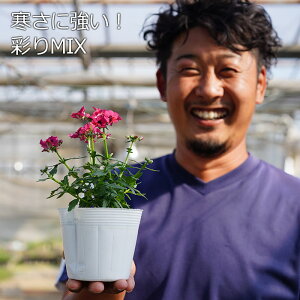 苗 ビオラの人気商品 通販 価格比較 価格 Com 苗 ビオラの人気商品 通販 価格比較 価格 Com