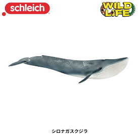 シロナガスクジラ 14806 動物 クジラ 鯨 くじら フィギュア ワイルドライフ ジオラマ シュライヒ Schleich