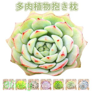 ぬいぐるみ 多肉植物 リアル 抱き枕 抱きまくら 多肉 植物 クッション枕 室内装飾 装飾ソファー 椅子 ベッド 部屋飾り