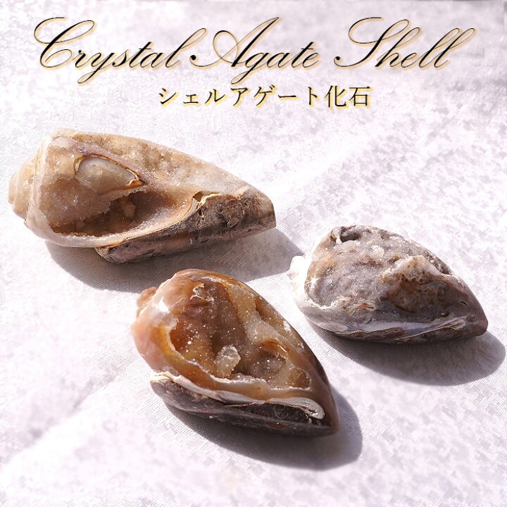 楽天市場】シェルアゲート インド産 化石 置物 【 一点物 】 agate 貝 