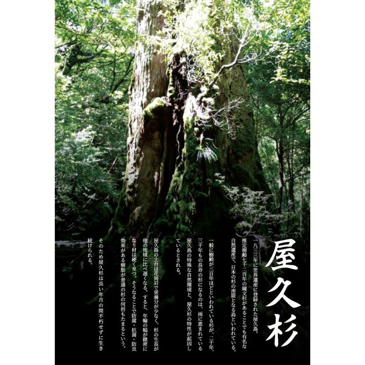 楽天市場】屋久杉 ブレスレット 8mm 世界遺産 樹齢1000年 太古 生命力 