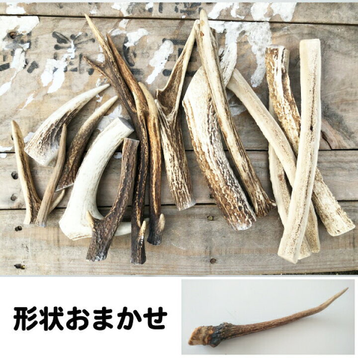 楽天市場】犬【形状おまかせ】国産 天然 鹿角(エゾ鹿) 1本 サイズ：M 
