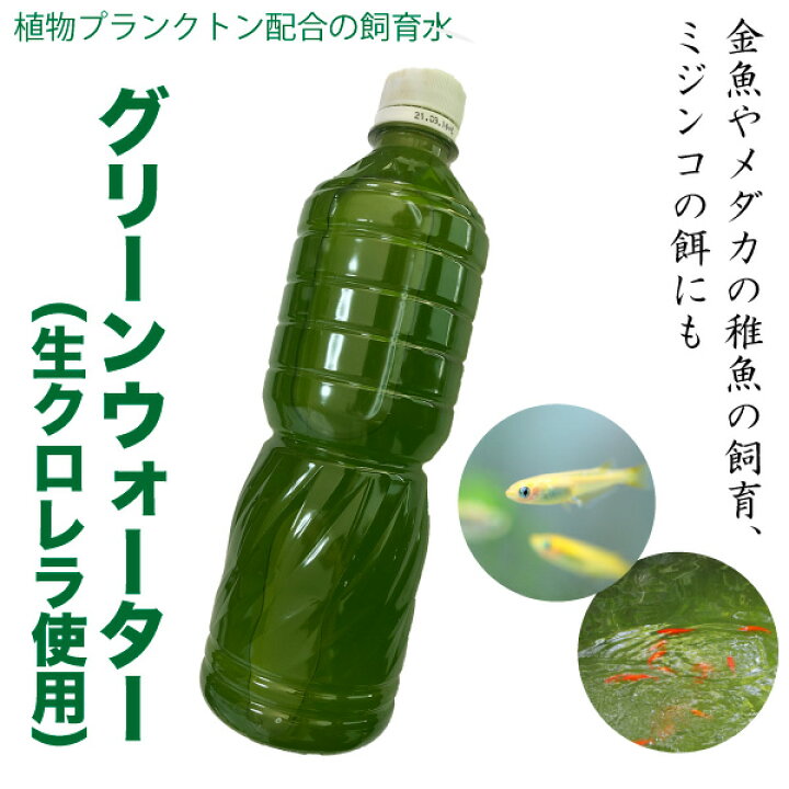 楽天市場 グリーンウォーター 生クロレラ使用 500ml 植物プランクトン 飼育水 リサイクルpet使用 メダカ 金魚 稚魚飼育 ミジンコの餌 淡水用 送料無料 Dba スペシャリティーショップ デイ