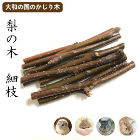 楽天市場 かじり木 梨の通販
