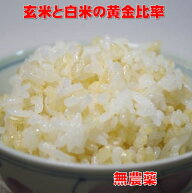【農薬・化学肥料不使用栽培】黄金比率ヘルシー米5kg（無洗米）【玄氣／発芽玄米30％配合】発芽玄米／白…
