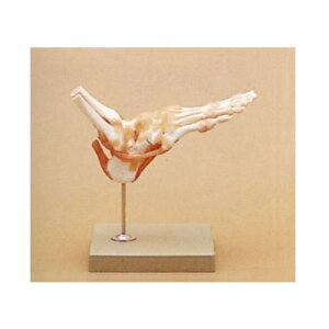 足関節機能模型 W27×D18×H32cm 0.8kg NS54 ソムソ