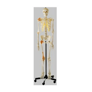 模型Human Model 等身大骨格模型 靭帯付 高さ180cm(本体170cm)×幅55cm×奥行55cm 11.2kg QS10/6 ソムソ