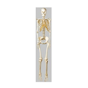 ͌^Human Model g卜i͌^  180cm({170cm)×55cm×s55cm 11.2kg QS10/8 \\