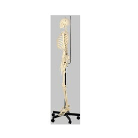 模型Human Model 等身大骨格模型 男性、吊下式 高さ180cm(本体170cm)×幅55cm×奥行55cm 11.0kg QS10/12 ソムソ