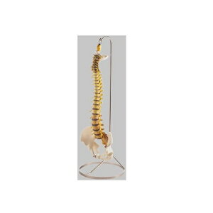 ͌^Human Model ҐՖ͌^ 80cm 3.6kg QS21/6 \\