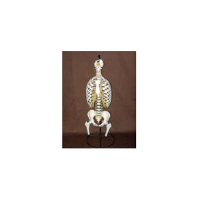 ͌^Human Model sEҊ֐ߕtҐՖ͌^ 卜ꕔE QS21/8SC \\