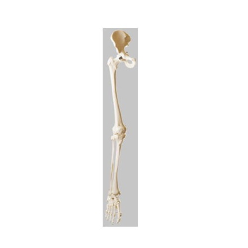 模型Human Model 下肢骨模型 長さ100cm 1.85kg QS13 ソムソ