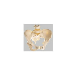 ͌^Human Model Ֆ͌^ 1.1kg QS26 \\