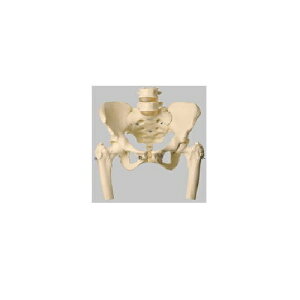 ͌^Human Model Ֆ͌^ 36cm×39cm×s26cm 2.5kg QS27 \\