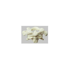 ͌^Human Model łƑŁAX^ht 12cm×12cm×s12cm 130g QS56 \\