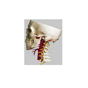 ͌^Human Model tW͌^ 26cm×18cm×s21cm 1.2kg QS65/6 \\