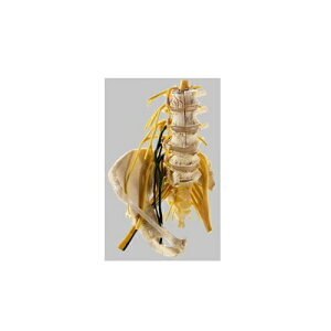 ͌^Human Model _otŖ͌^ 37cm×22cm×s19cm 1.46kg QS66/2 \\
