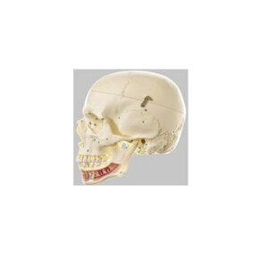 ͌^Human Model W͌^ 17.5cm×14.1cmATCY51.2cm 800g QS2/1 \\