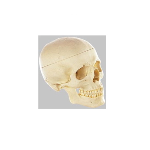 楽天市場】模型Human Model 頭蓋骨分解模型 3分解 長さ17.5cm×幅14.1cm