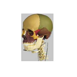 ͌^Human Model W͌^ 14AFAŕt 1.22kg QS8/3C \\