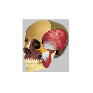 ͌^Human Model W͌^ 14AFA𚐋 715g QS8/3M \\
