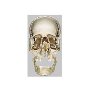 ͌^Human Model W͌^ 40cm×26cm×s39cm 1.9kg QS9 \\