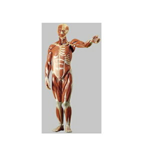 ͌^Human Model jؓU͌^ 86cm({82cm)×49cm×s38cm 7.2kg AS1 \\