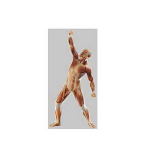 ͌^Human Model jؓ͌^ 53cm({50cm)×33cm×s15cm 1.5kg AS3 \\