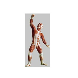 ͌^Human Model jؓ͌^ 23cm({21cm)×13cm×s7cm 350g AS3/1 \\